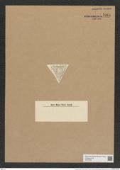 Triceratium fischeri A. Schm. (de-Toni-Nr.: Genus 140, Species 3845) Zeichnungen Sammlung Grunow Nr. 7344 (NHMW-BOT-W0376391)